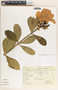 Allamanda cathartica image
