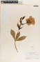 Allamanda cathartica image