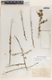 Tetracoccus capensis image