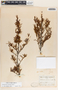 Tetracoccus dioicus image