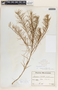 Amsonia ciliata image