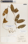 Echites woodsonianus image