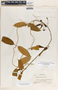 Echites woodsonianus image