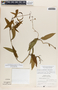 Echites woodsonianus image