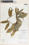 Echites woodsonianus image