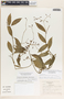 Echites woodsonianus image
