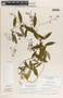 Echites woodsonianus image