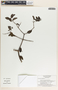 Cameraria latifolia image