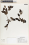 Cameraria latifolia image