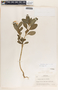 Catharanthus roseus image