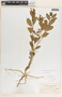 Catharanthus roseus image
