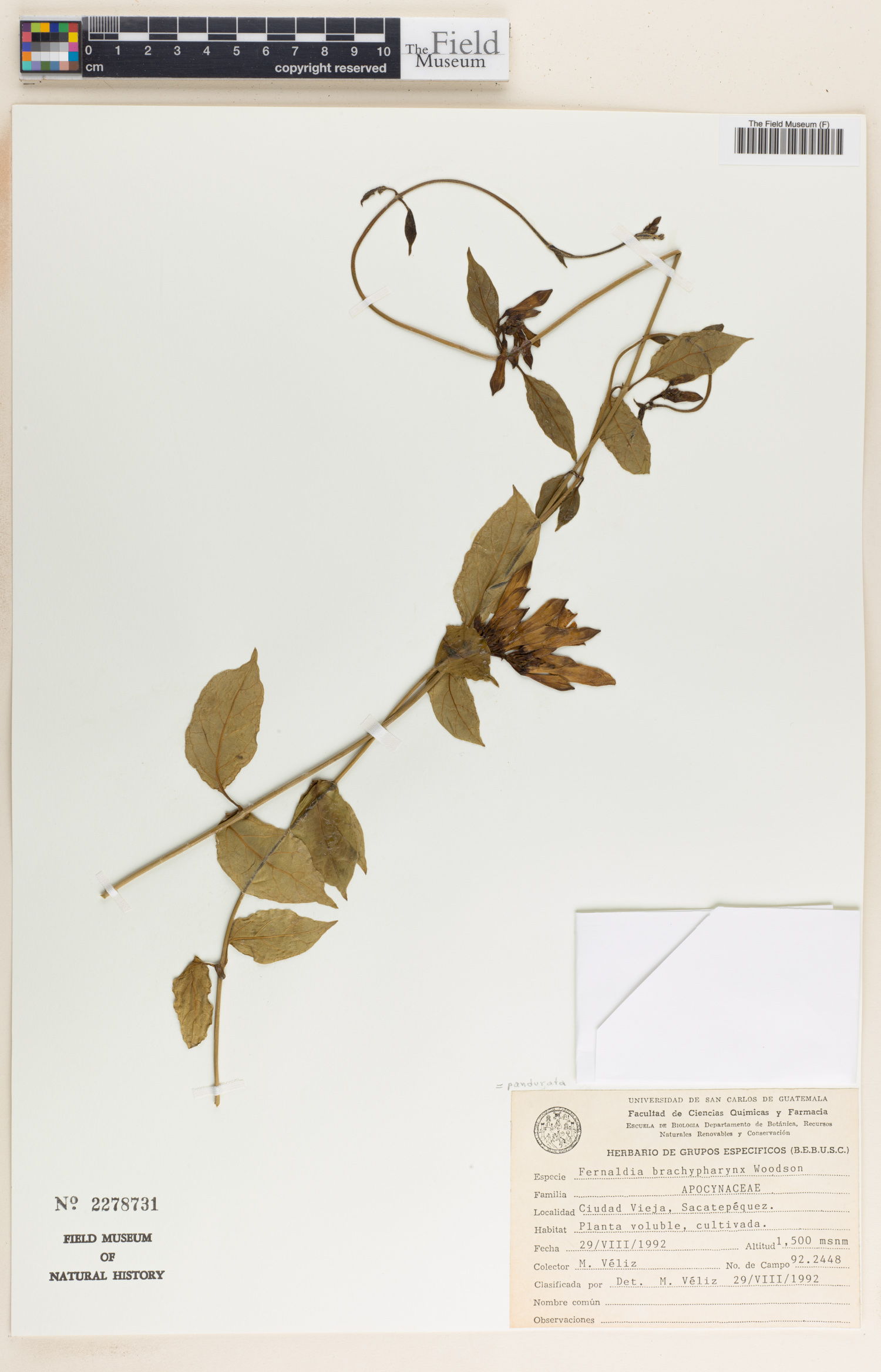 Fernaldia pandurata image