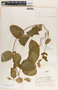Fernaldia pandurata image
