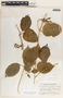 Fernaldia pandurata image