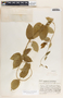 Fernaldia pandurata image