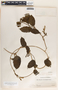 Fernaldia pandurata image