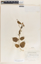 Fernaldia pandurata image