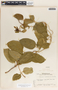 Fernaldia pandurata image
