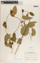 Fernaldia pandurata image