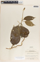 Fernaldia pandurata image