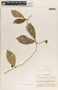 Fernaldia pandurata image