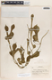 Fernaldia pandurata image