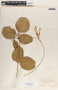 Echites umbellatus image