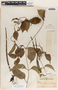 Echites yucatanensis image