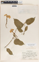 Echites yucatanensis image