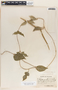 Echites yucatanensis image
