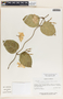 Echites yucatanensis image