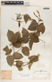 Echites yucatanensis image