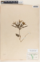 Echites yucatanensis image