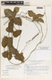 Echites yucatanensis image