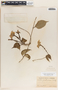 Echites yucatanensis image