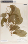 Fernaldia pandurata image