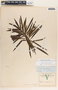 Thevetia peruviana image
