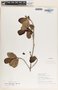 Savia bahamensis image