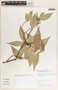 Savia sessiliflora image