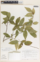 Savia sessiliflora image