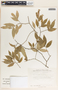 Savia sessiliflora image