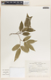 Savia sessiliflora image