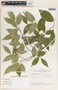 Savia sessiliflora image