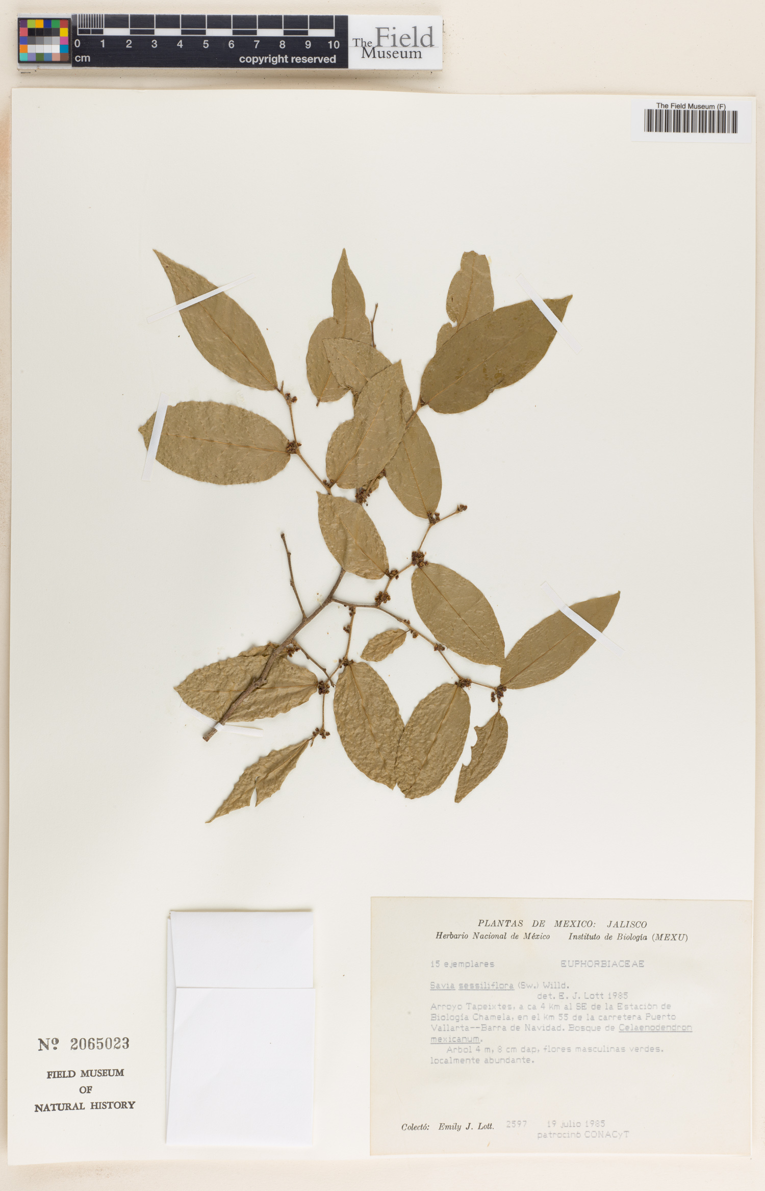 Savia sessiliflora image