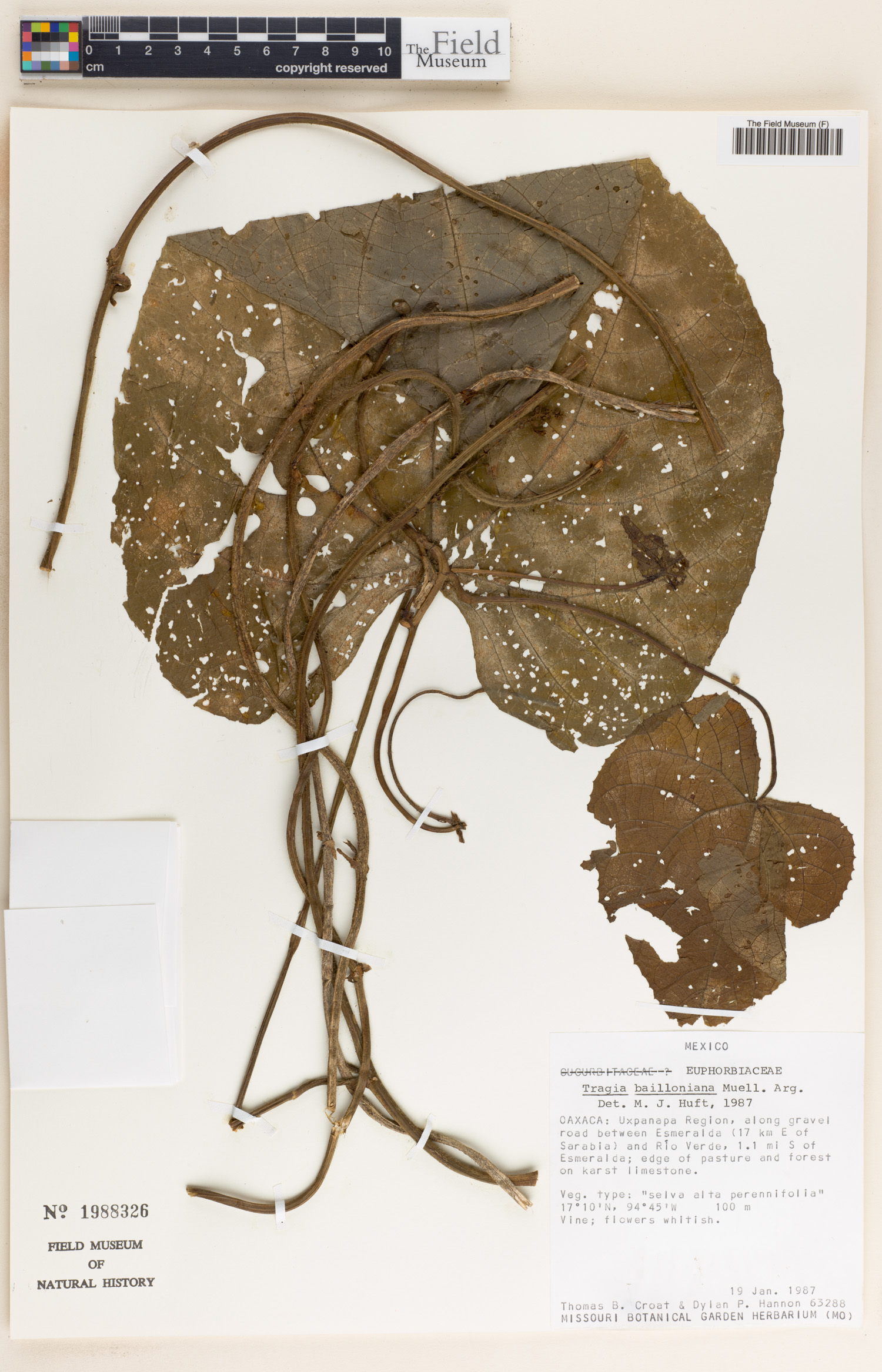 Tragia bailloniana image