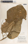 Tragia bailloniana image