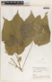 Tragia bailloniana image