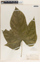Tragia bailloniana image