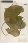 Tragia bailloniana image
