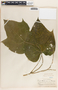 Tragia bailloniana image